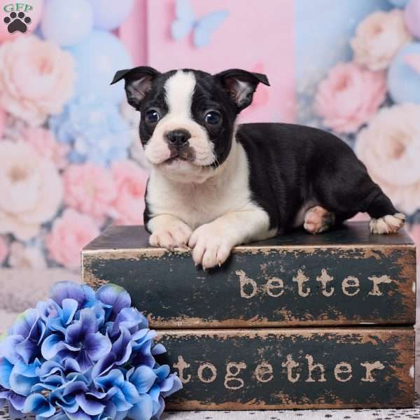 Jake, Boston Terrier Puppy